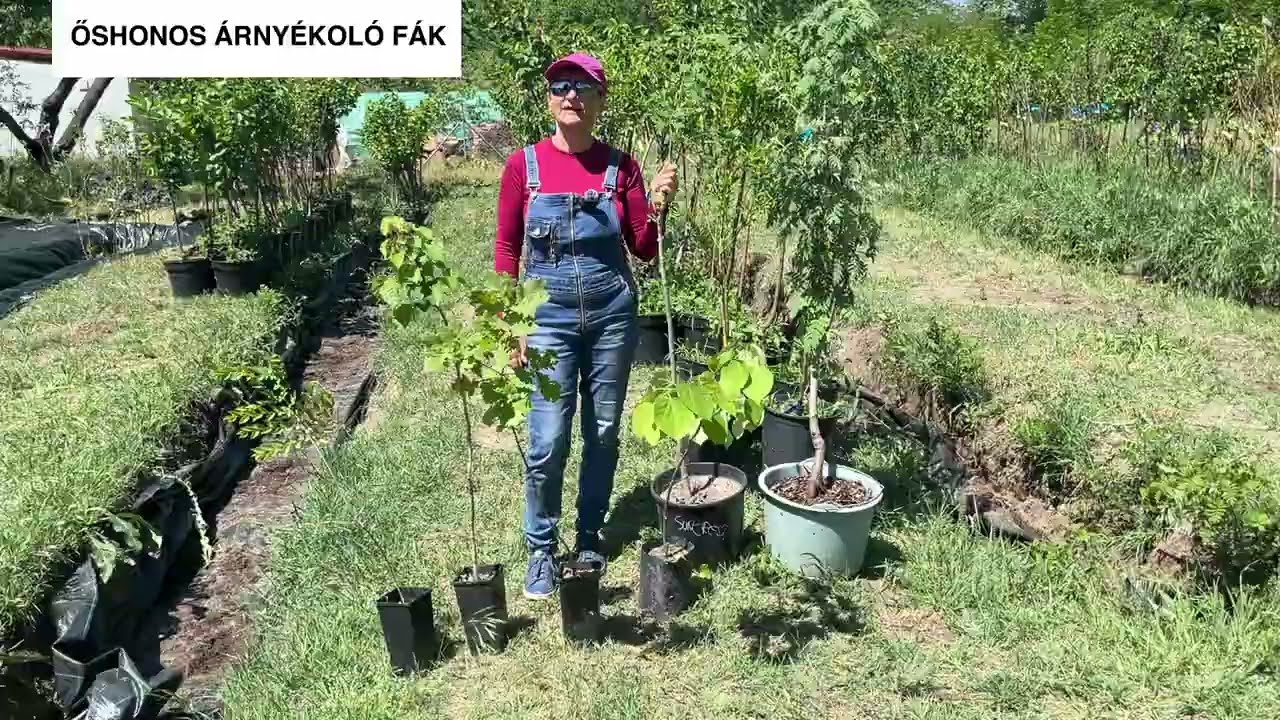 Őshonos árnyékoló fák