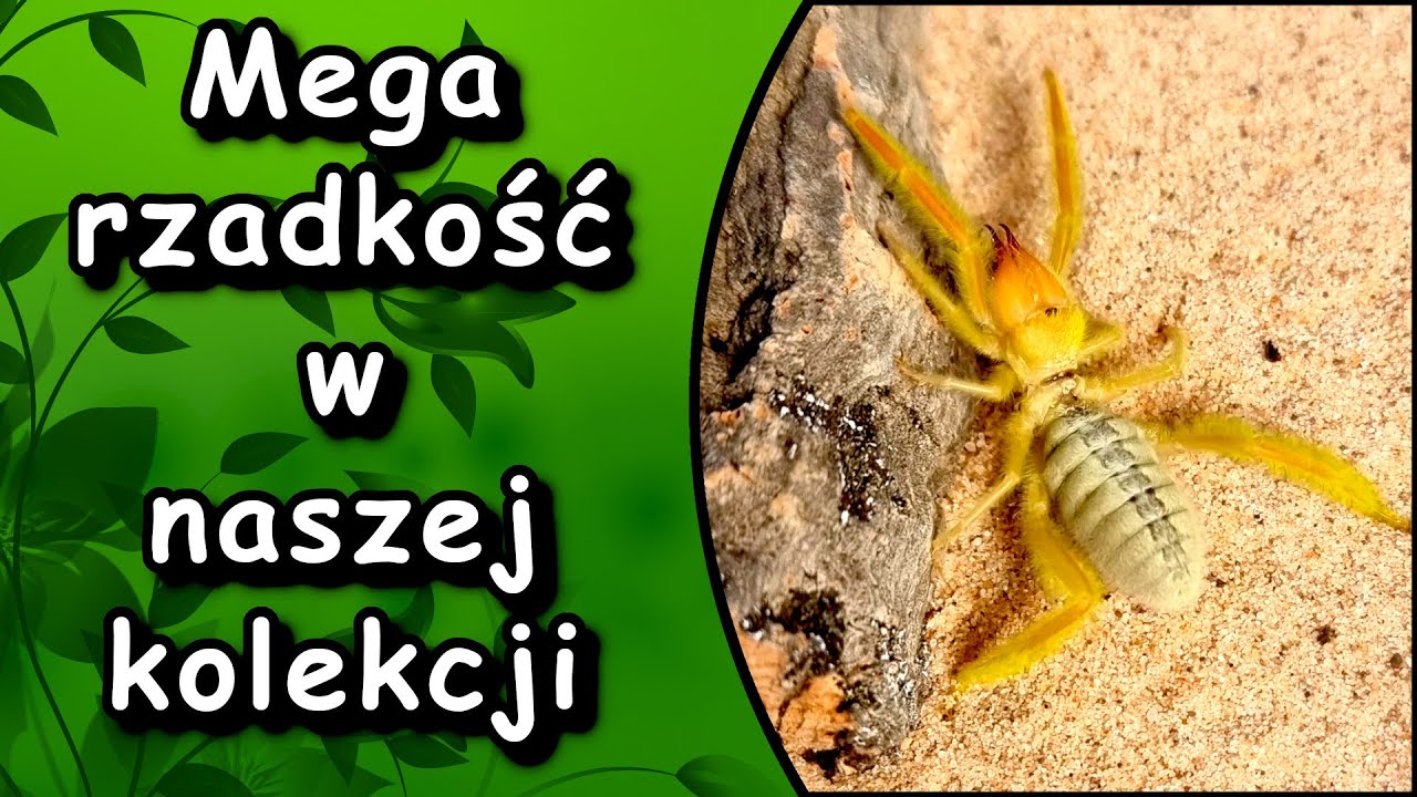 Camel Spider czyli Solfuga prosto z Egiptu i nie tylko 😍