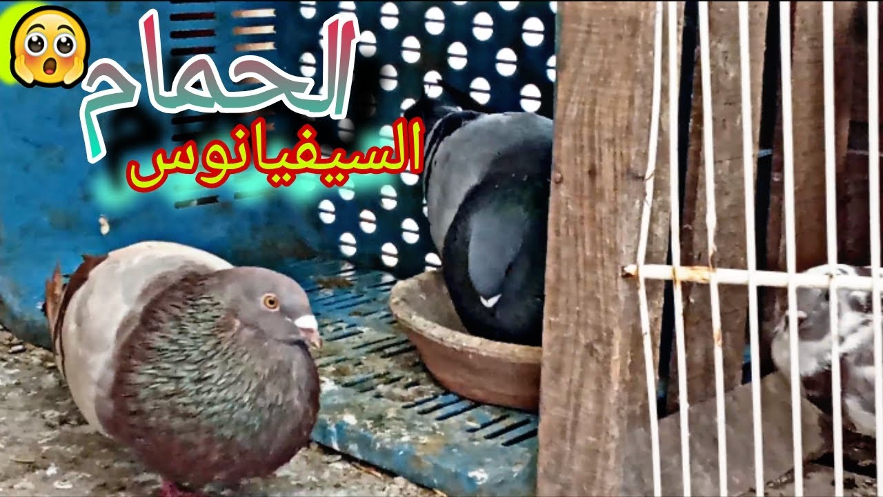 رجوعي العالمي مع الحمام سيفيانوس 🕊️ | ولاعة في الحمام الزينة🥳