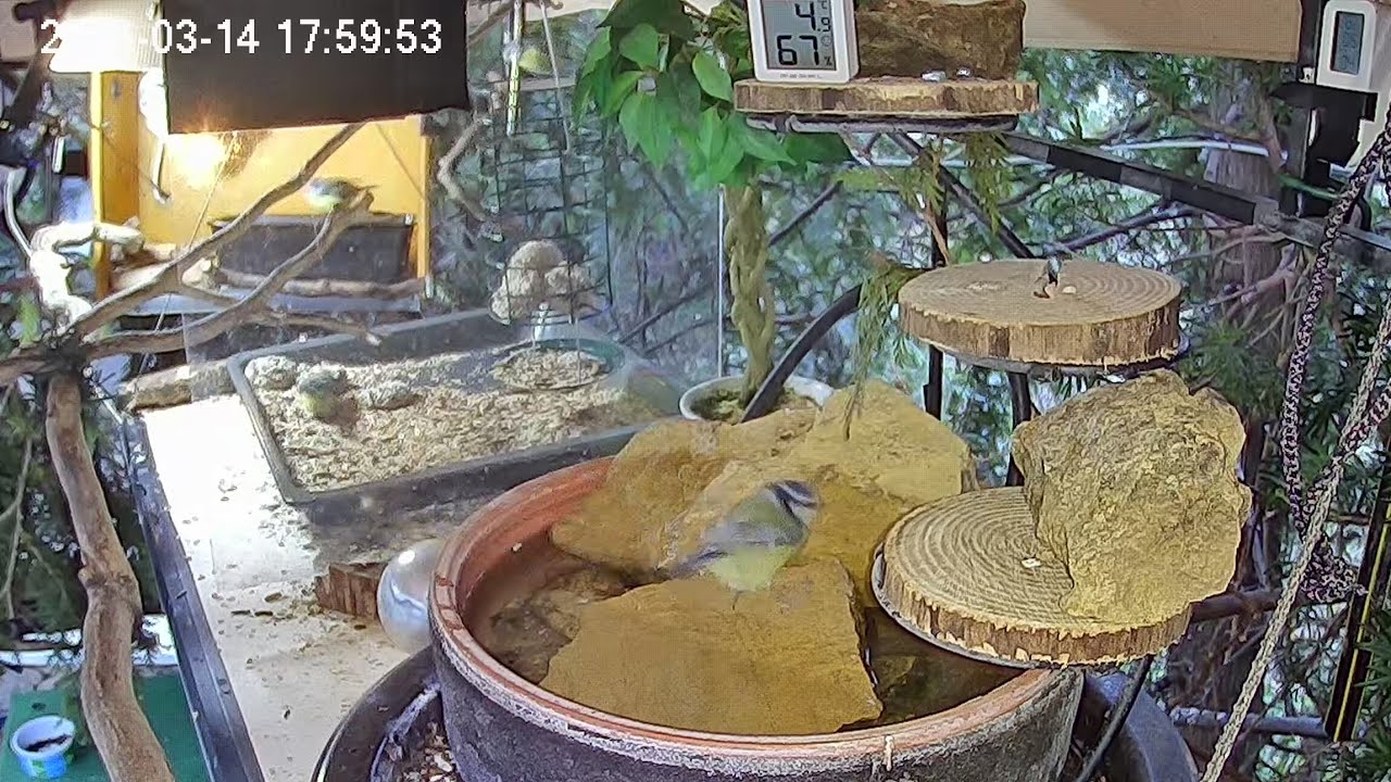 Später Nachmittag am Vogel-Spa, Teil 2 14.03.2026)