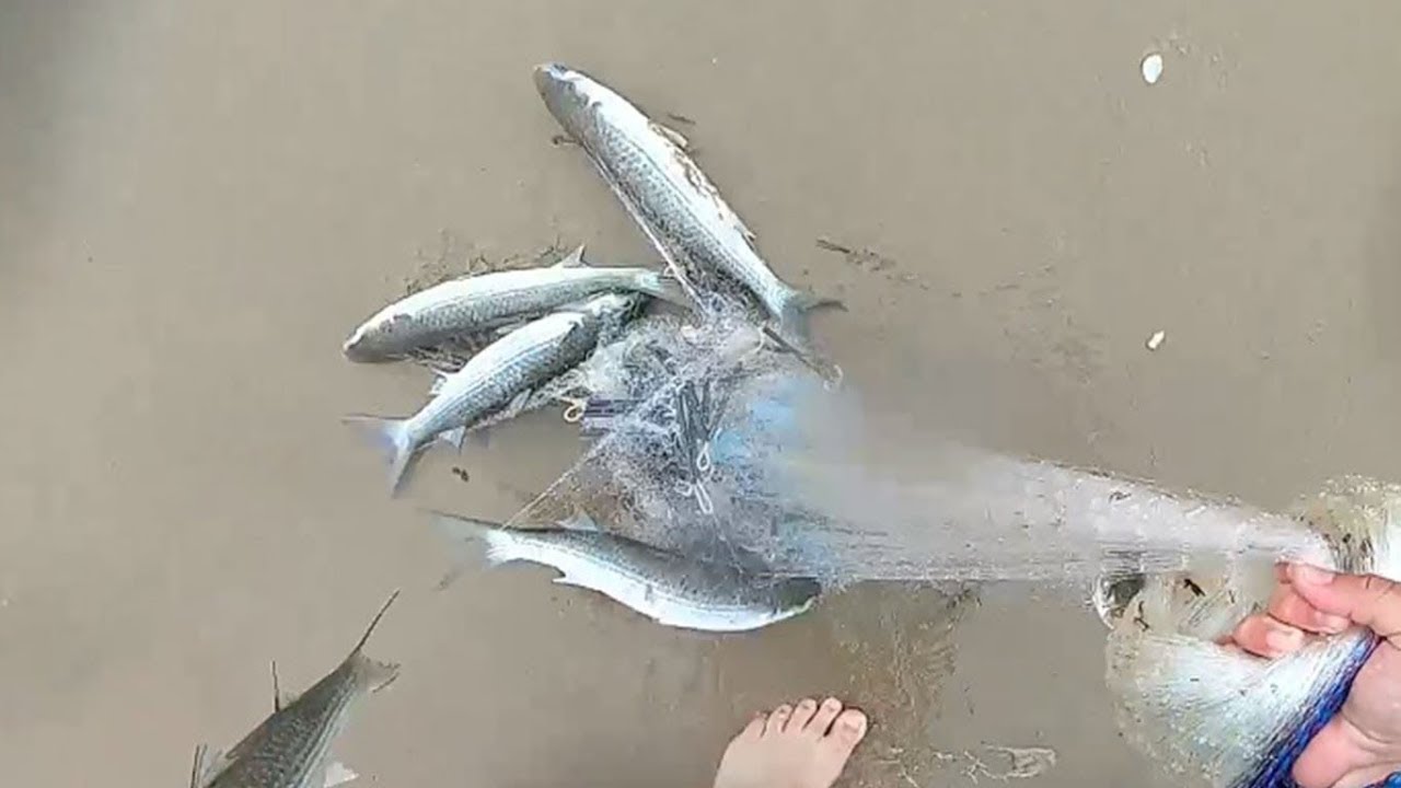É cada TARRAFADA ( Pesca de Tarrafa )
