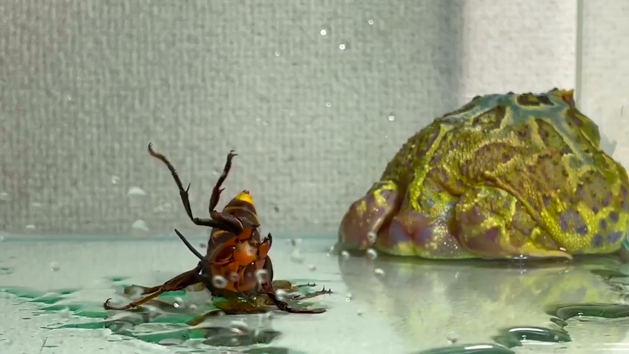 Pacman Frogs Eating every animal 