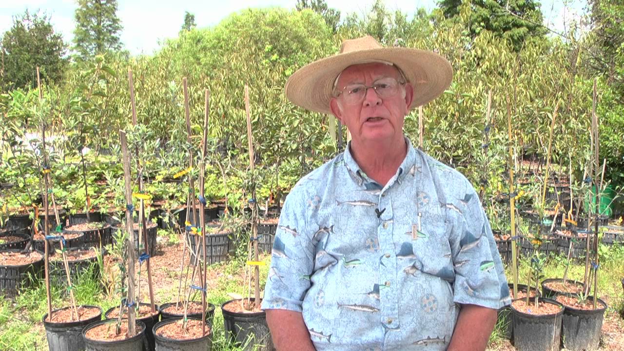 How to Grow Pecan Trees