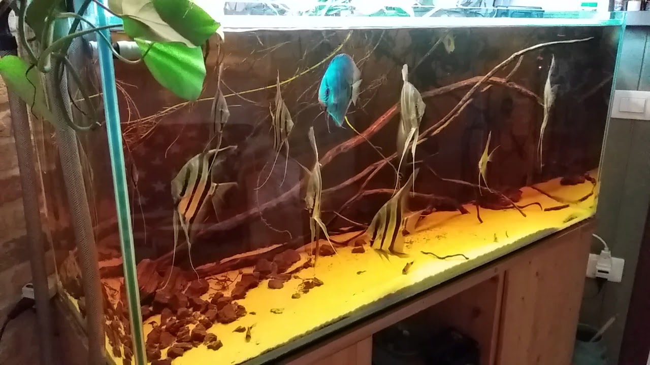 Altum atabapo