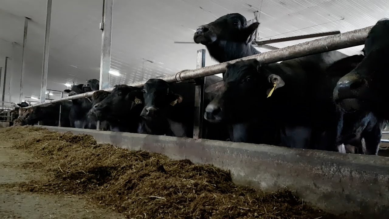 Visit a Water Buffalo Farm
