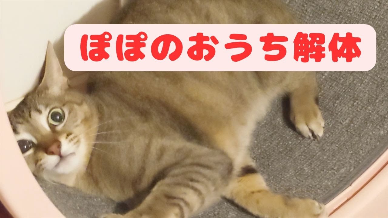 お家解体？【House demolition?】