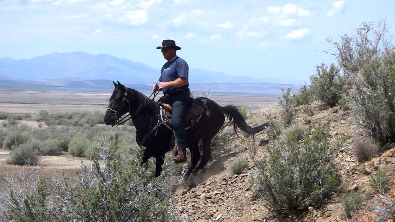 He'za Bad Cat - AMAZING Stallion! - Smooth at 30 mph! - Single-footer / Speed Racking