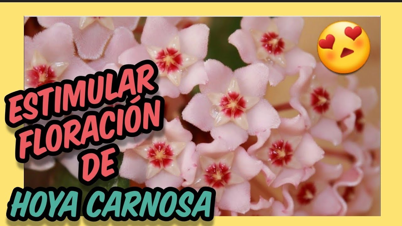 👉 Como hacer florecer hoya carnosa 🌺 Floración flor de cera más abundante. Hoya carnosa no florece