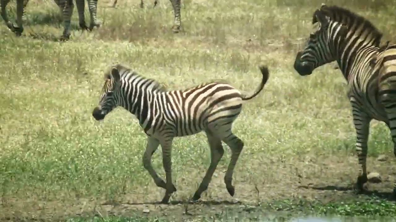 2025. Krugerpark and Malalane