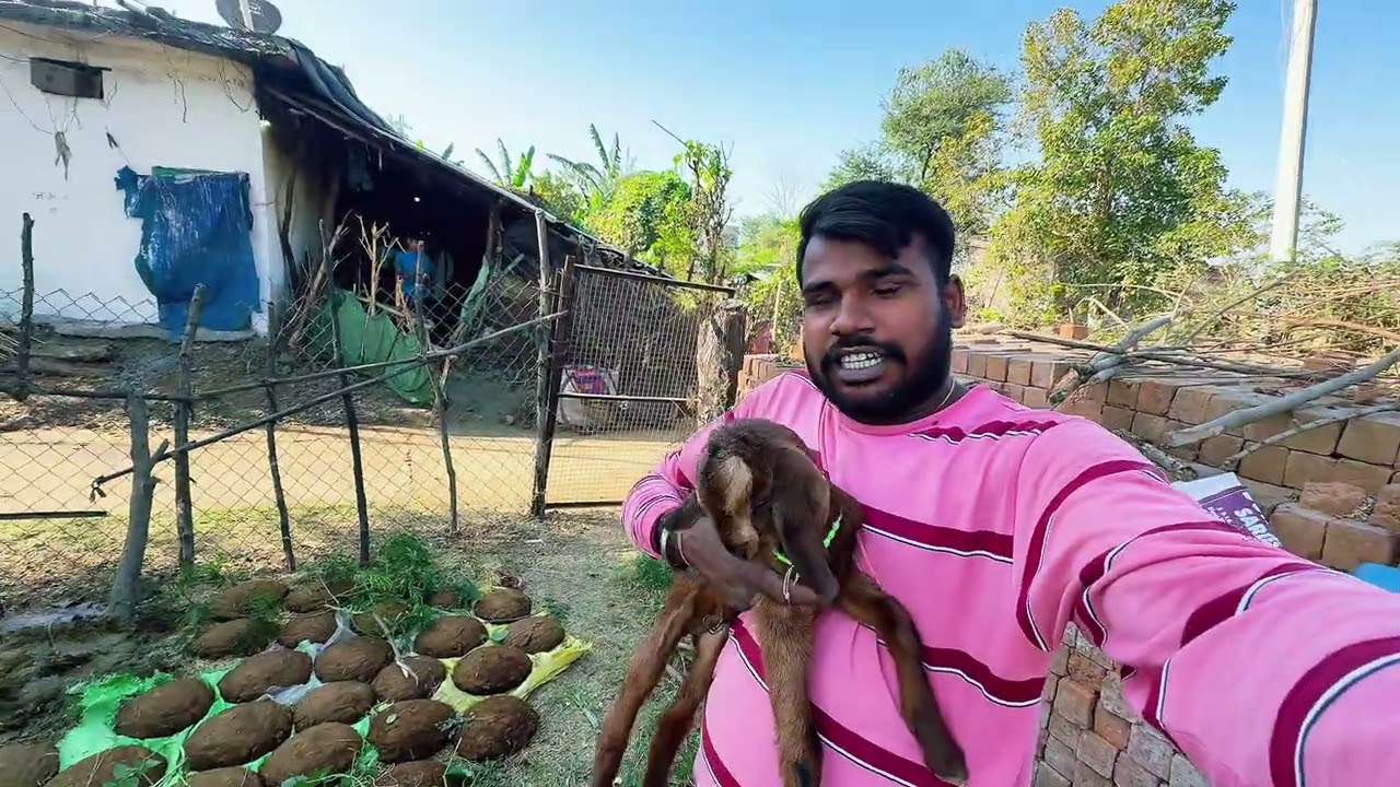 Day 36/ 100 daily vlog. Farming work 