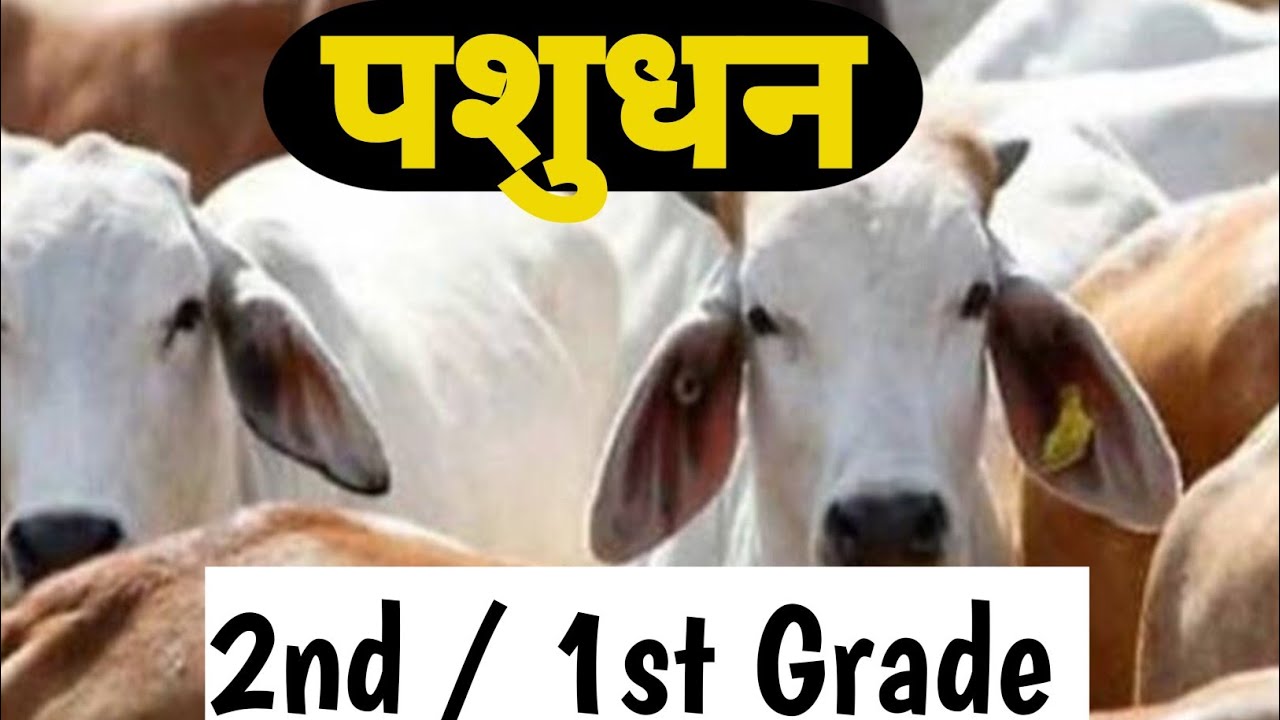 राजस्थान में पशुधन | ऊँट, गाय, भेड़, बकरी | 2nd Grade Exam Preparation # sitadwarkamothersstudyclass