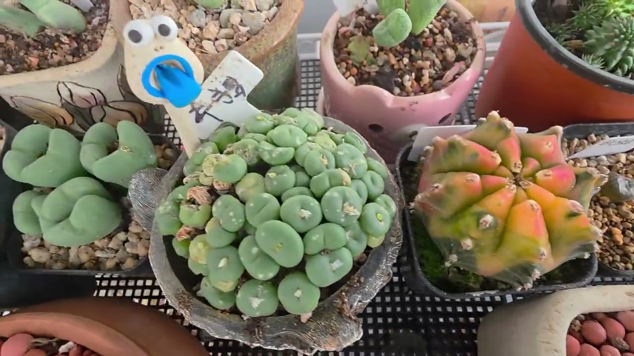 베란다 다육이가 더늘어 났어요🍀