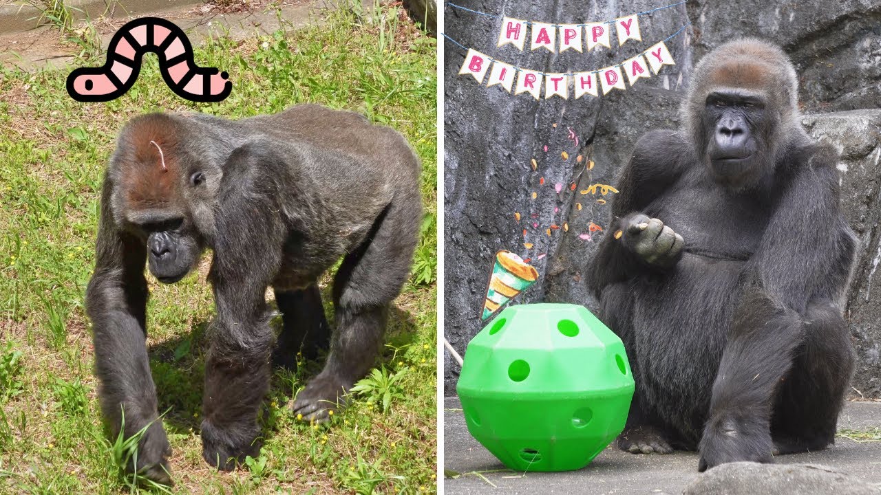 Самка гориллы Рола дружит с земляными червями 🐛🦍 С 46-м днем рождения!!