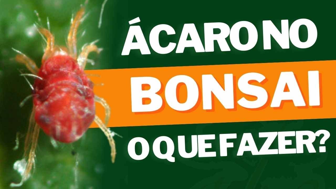 COMO COMBATER ÁCAROS DO SEU BONSAI