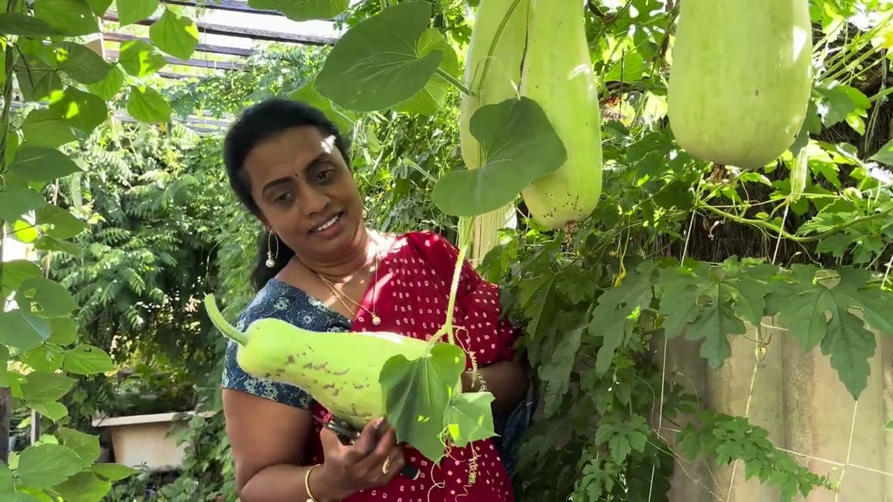 Today’s Harvest #gardening #organicfarming #organic #bottlegourd #bittergourd #harvest ing est