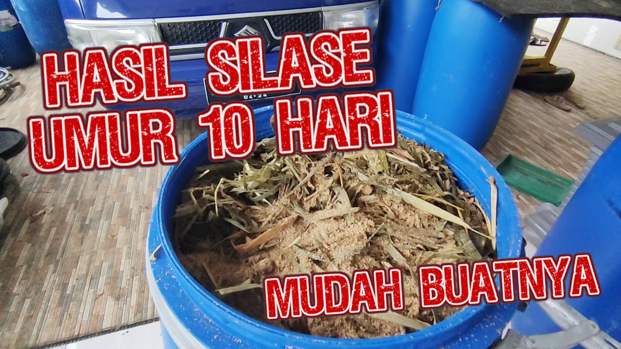SILASE ODOT UMUR 10 HARI | BIKIN SILASE ODOT ITU MUDAH #silase