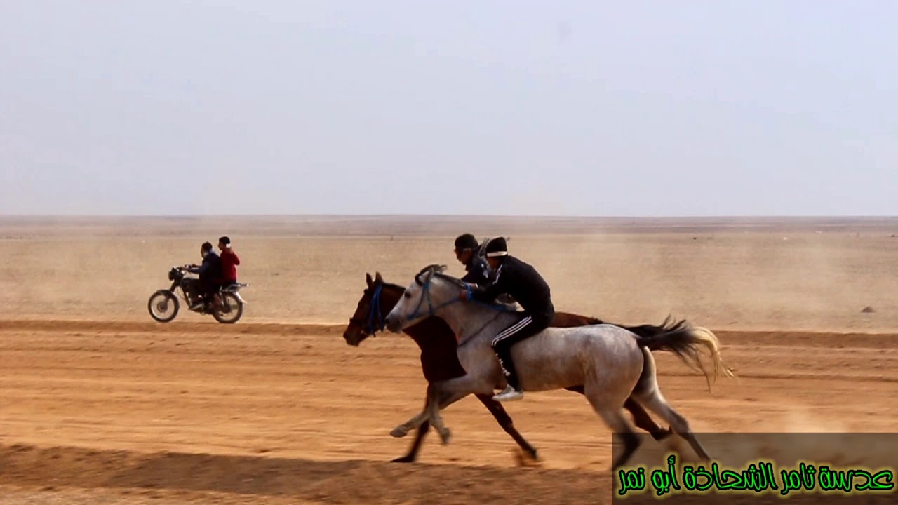 مهرجان الخيول العربية في مدينة الشعفة  إدارة سباقات الشعفة مضمار دير الزور في مدينة الشعفة