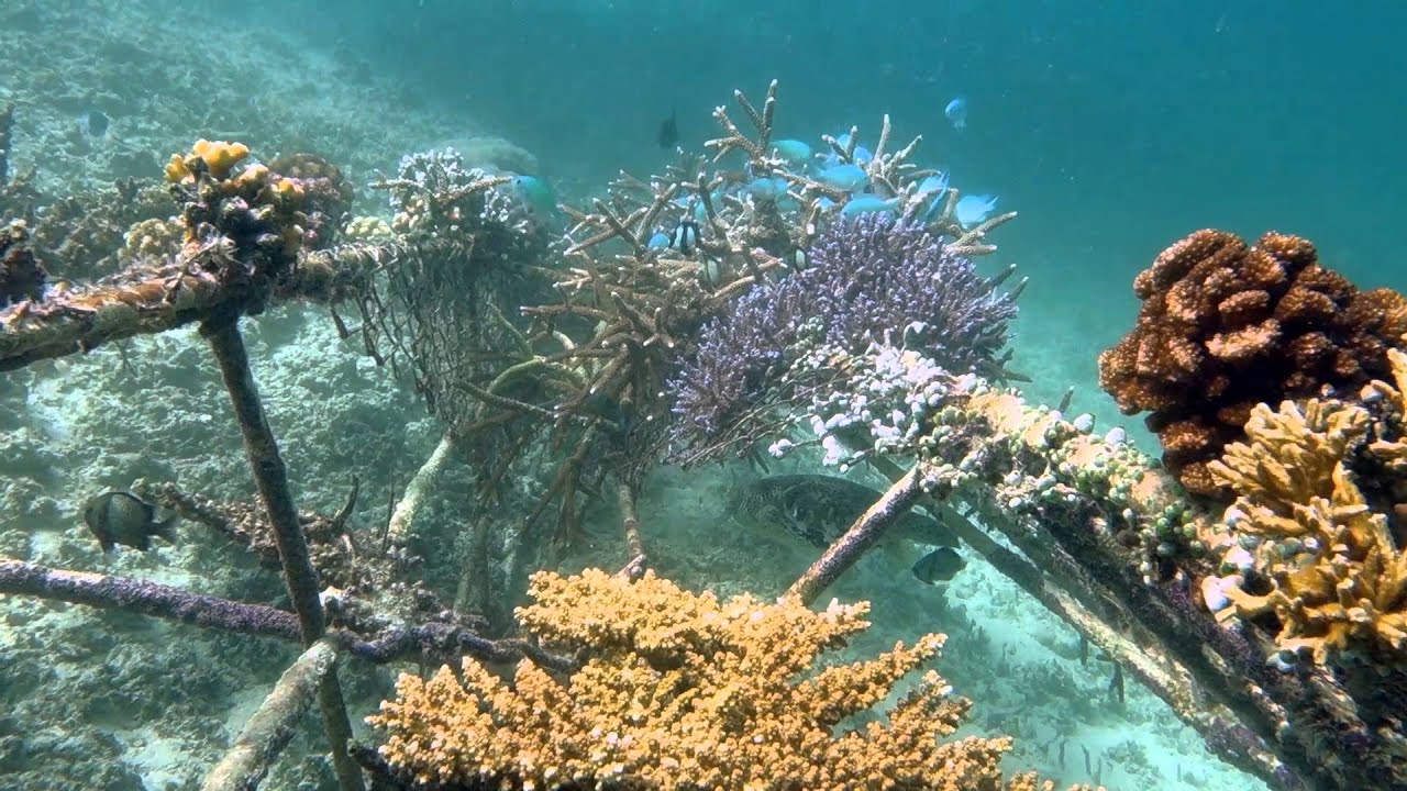 The Jetlagged - Biorock® after 12 months (Artificial Reef in Indonesia)