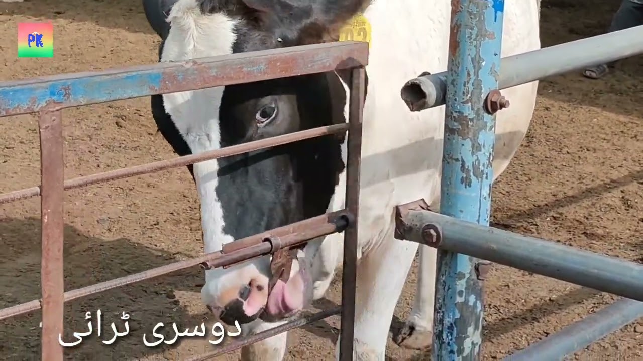 Gaiy🐄ky aqal| Cow tacneek by pk Altaf ahmad secrets