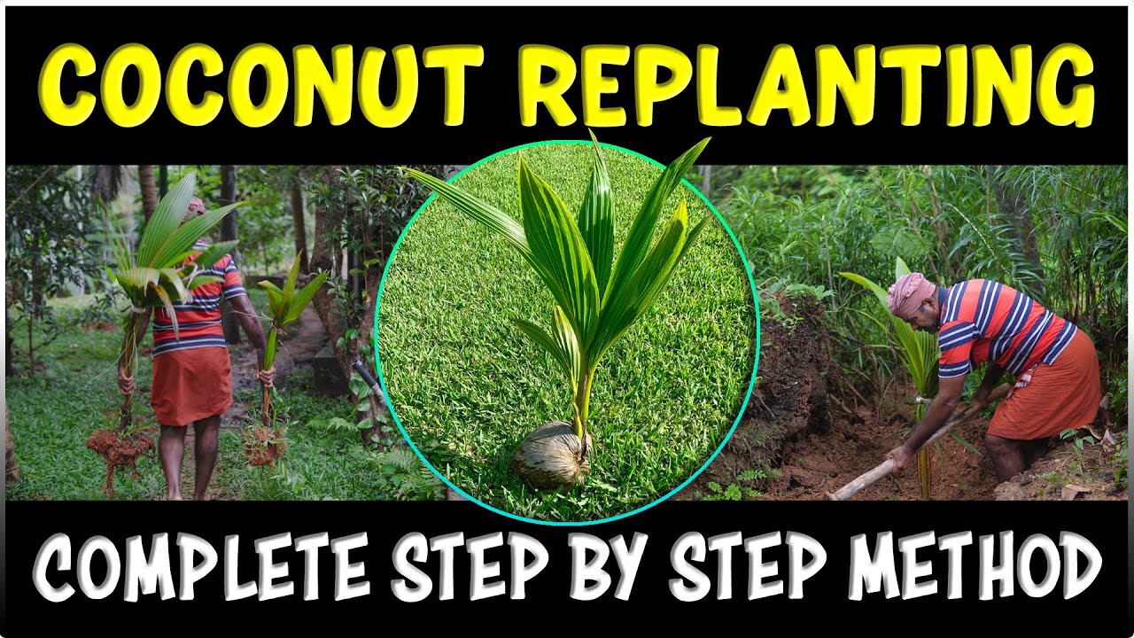 Best Coconut Replanting Method EXPOSED!