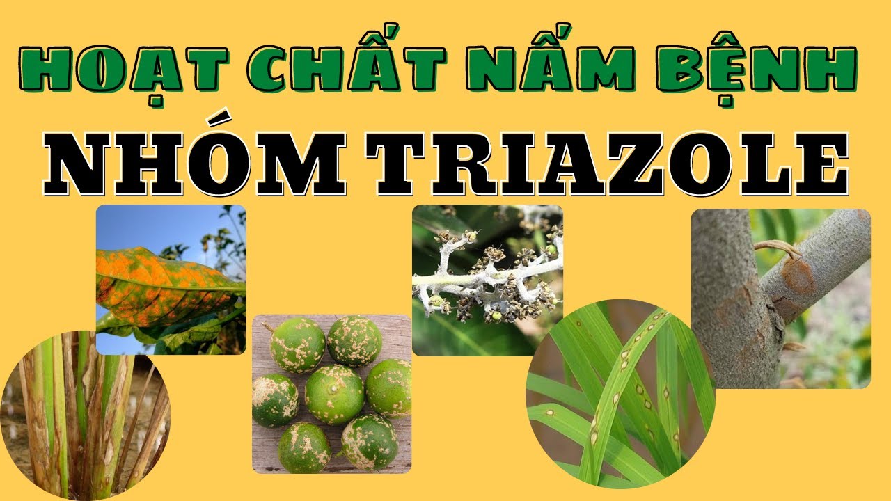 Hoạt chất quản lý nấm phổ  rộng | Nhóm Triazole | Hexaconazole | Difenoconazole | Tricyclazole