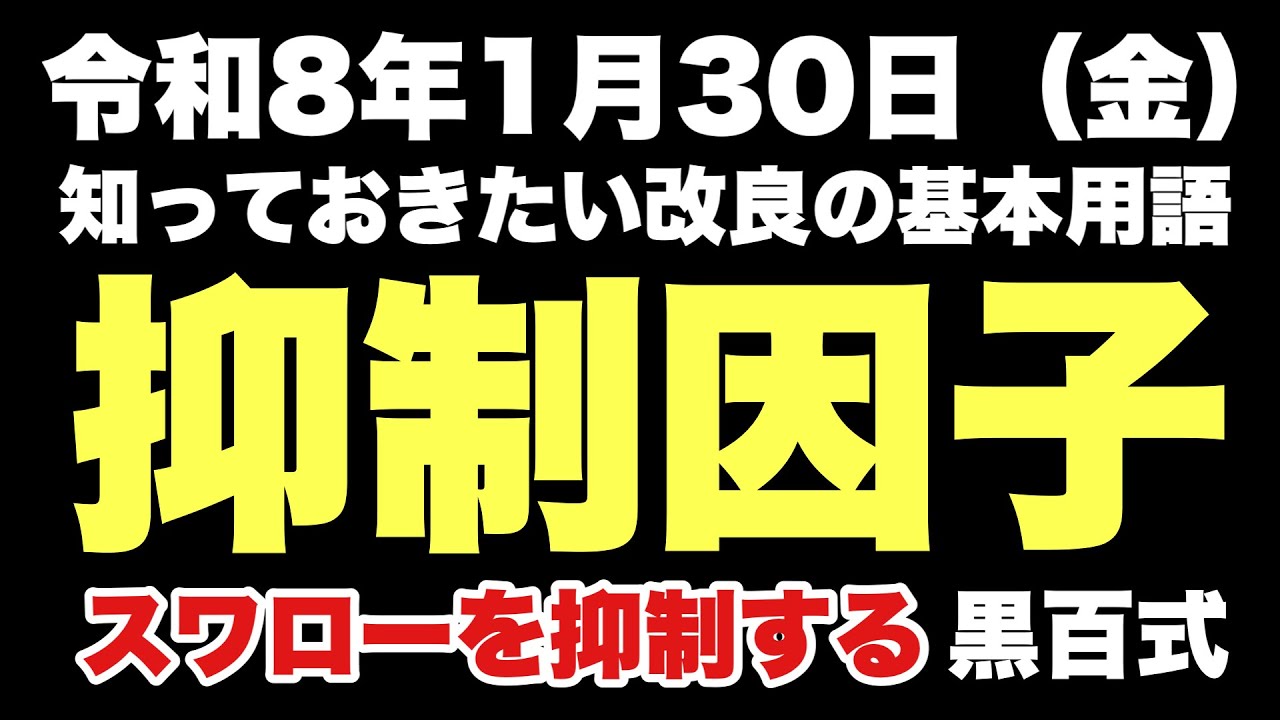 【めだか】〝抑制因子〟スワローを抑制する黒百式…めだか沼2026.1.30