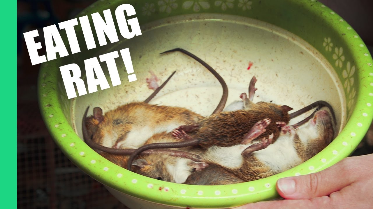 Eating Rat in Vietnam