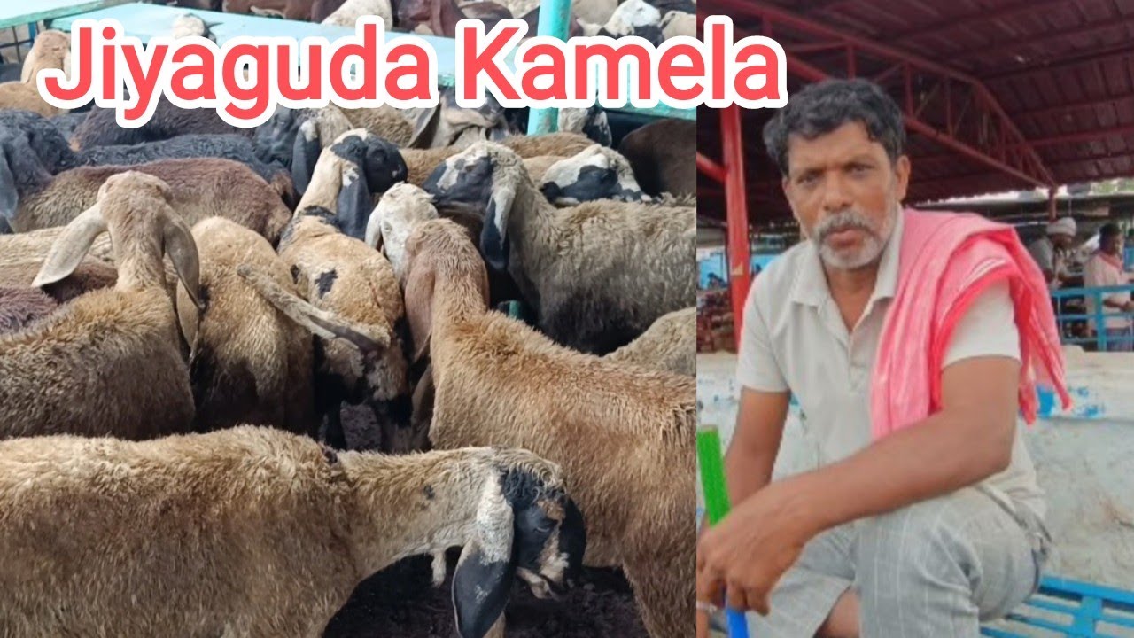 Jiya guda Kamela (Bakra Mandi) In Hyderabad TS. India 🇮🇳 17-5-2024