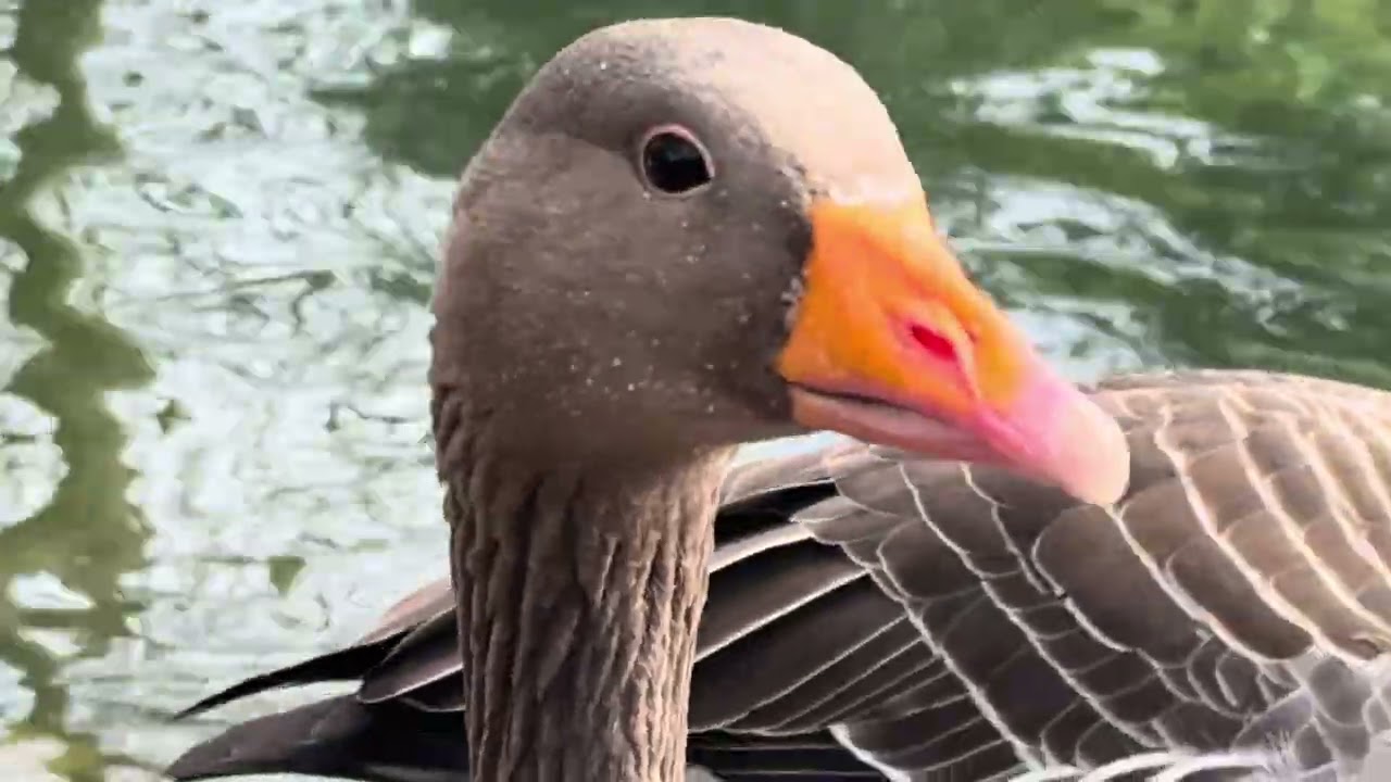 Watch beautiful nature and birds in the pond 