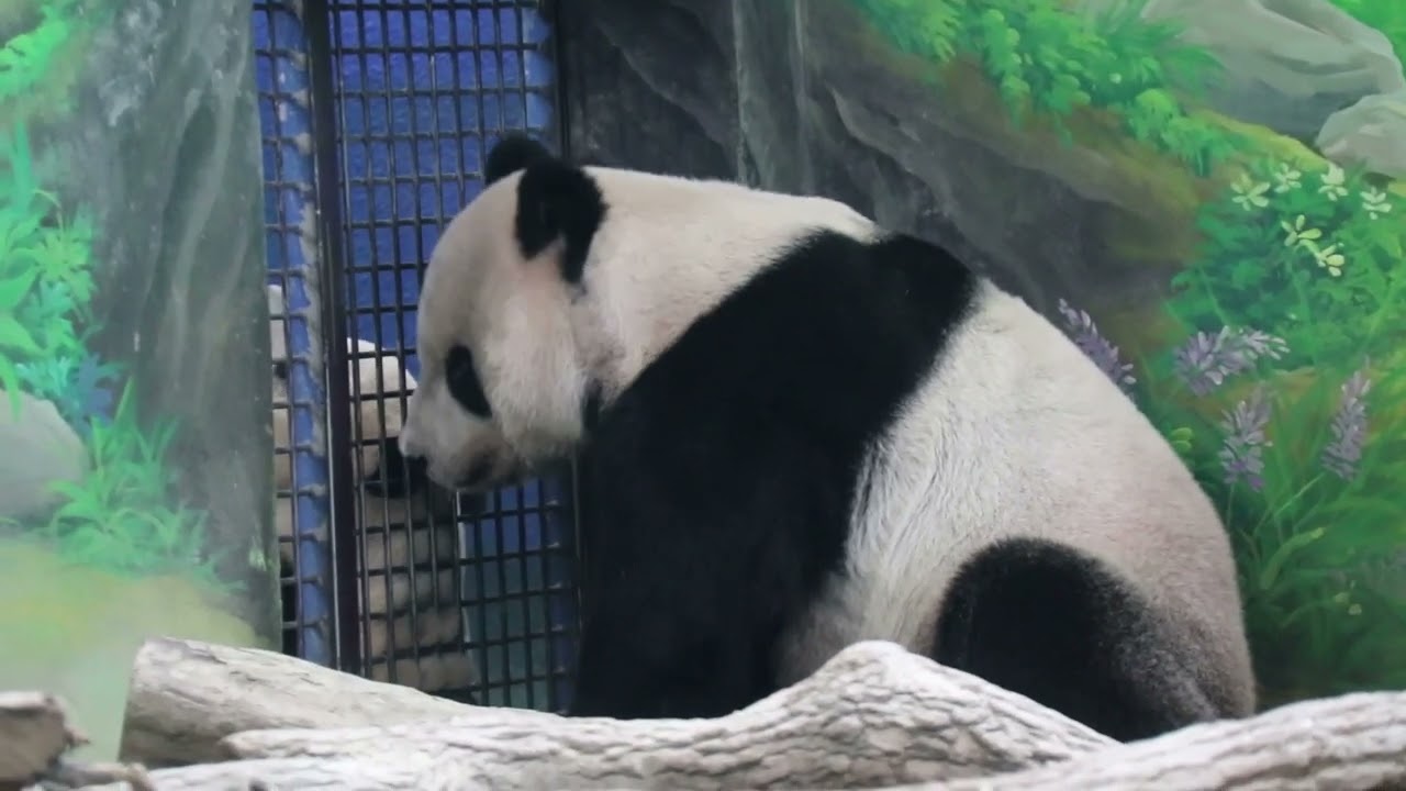 20220830 團團圓寶網格望 父女相會成絕響(永懷團團之4) Giant Panda Tuan Tuan & Yuan Bao