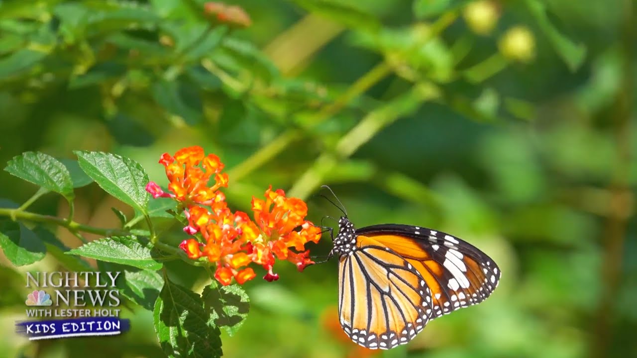 Butterflies On The Move: All About Monarch Migration | Nightly News: Kids Edition