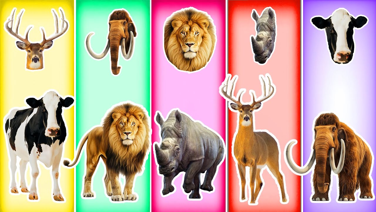 Animal Match Challenge – Can You Spot the Correct Pair 🦁🦌🐘 | Animal Puzzle Challenge!
