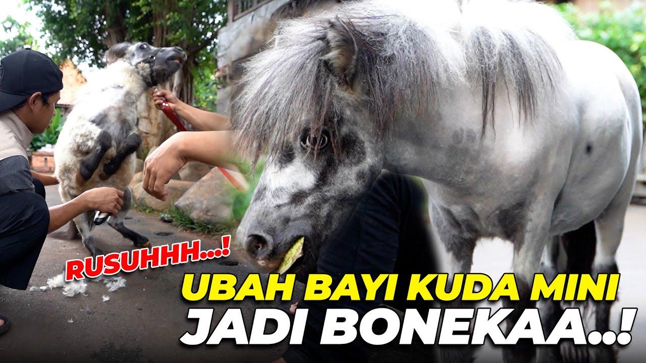 BOTAKIN ANAK KUDA MINI, PITRI MAKIN GEMOY..!
