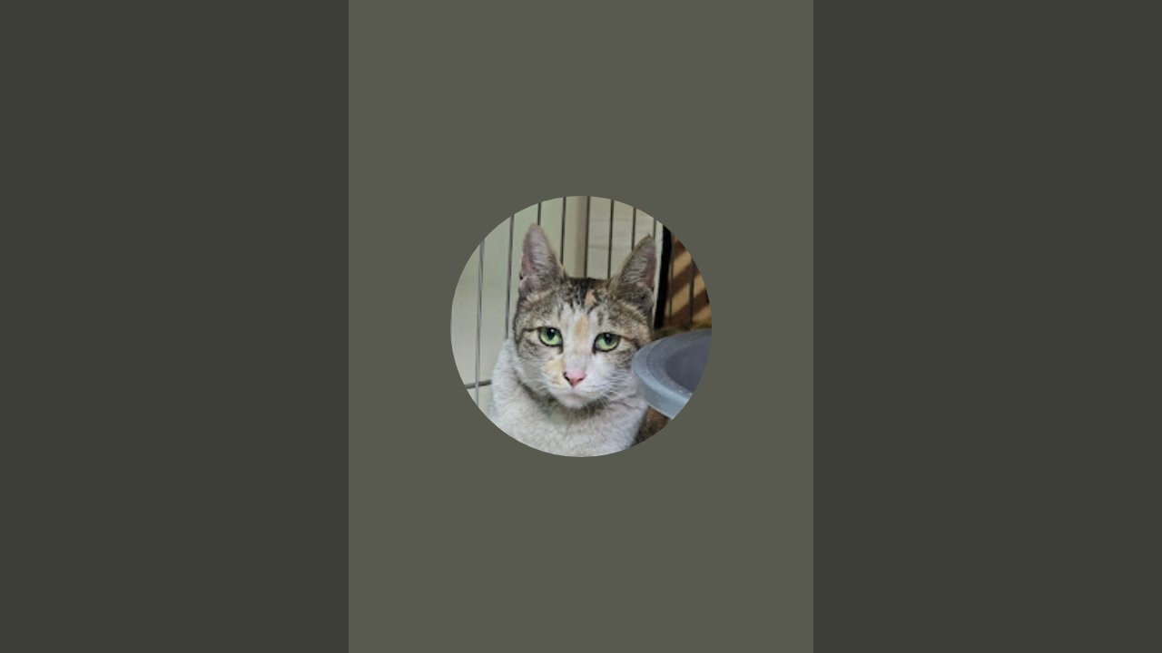 캣스토리 CAT STORY 라이브 스트리밍 중