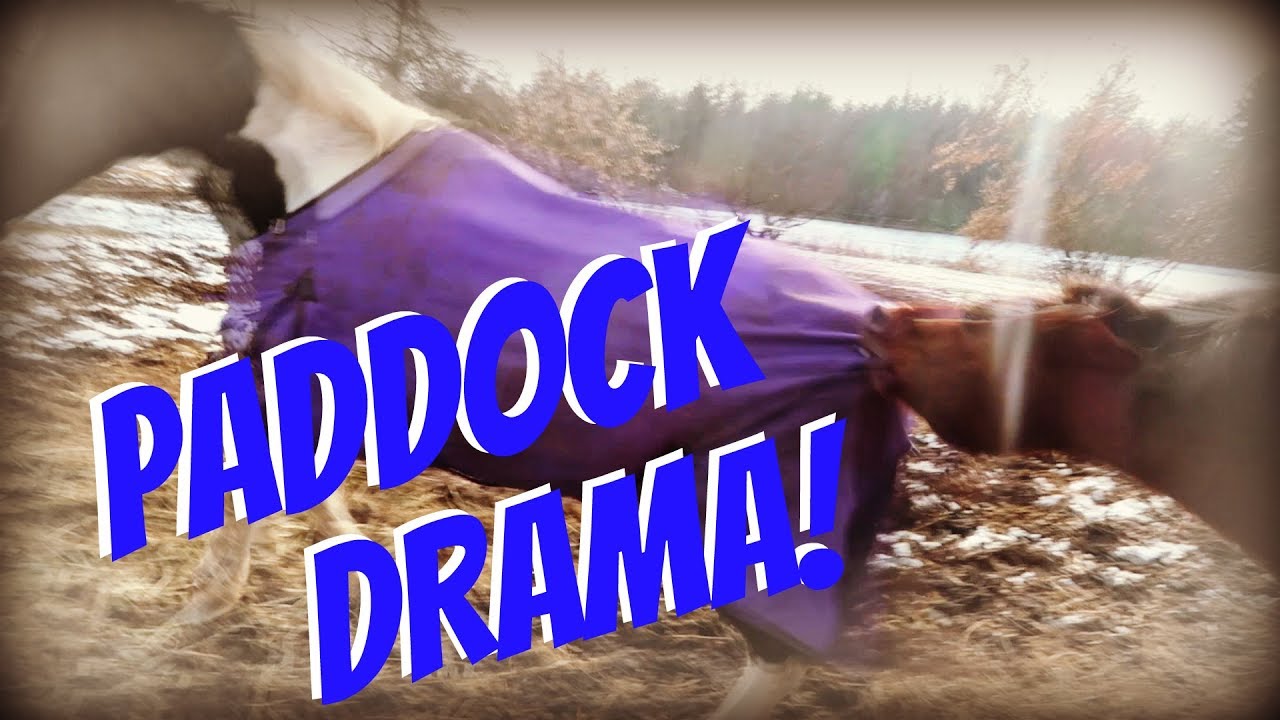 DRAMA IN THE PADDOCK AND TACK STORE CHRISTMAS SHOPPING! Day 332 (12/01/18)