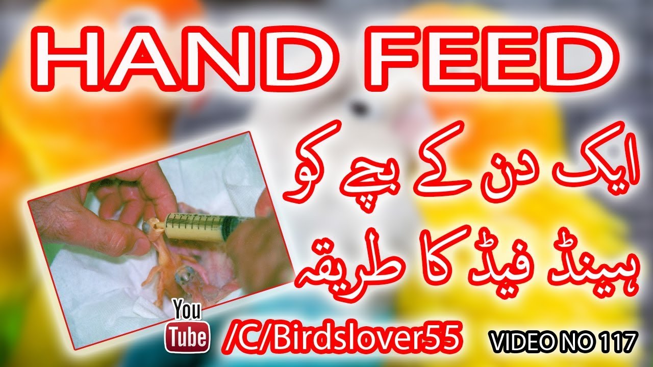 hand feed kaisay karwain. 1 din k bachay ko. how to hand feed 1 day birds chicks. Video No. 117