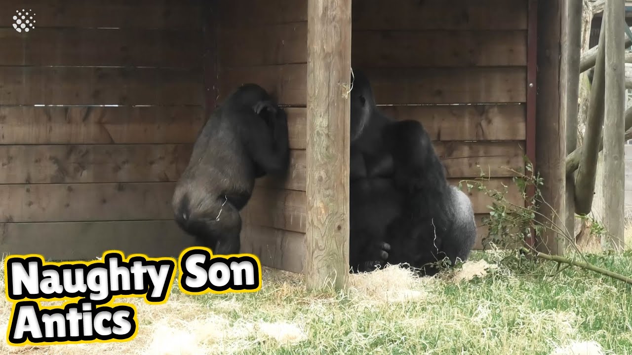 Cheeky Baby Gorilla Does His Best To Annoy His Dad