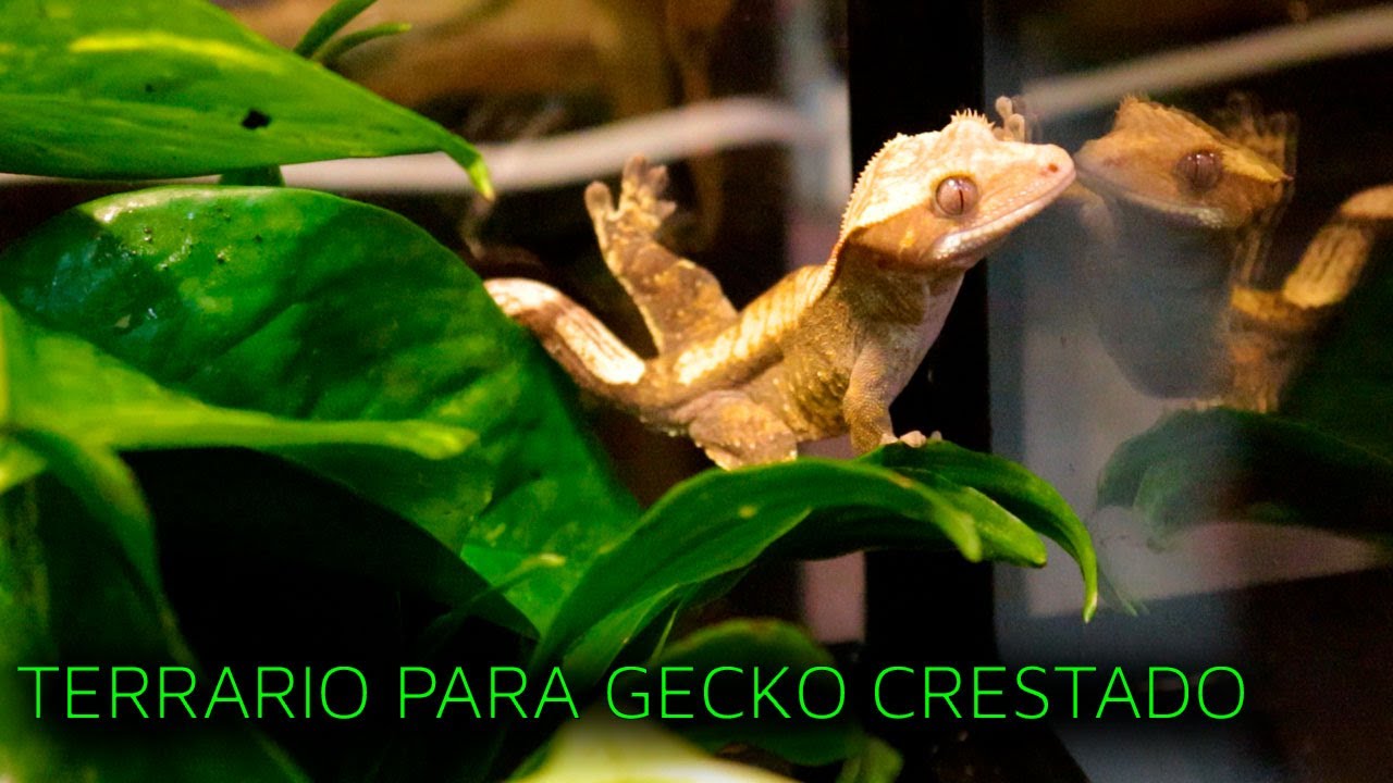 NUEVO TERRARIO PARA MI GECKO CRESTADO | CORRELOPHUS CILIATUS | TERRARIOS MAYAS | TERRARIO VERTICAL |