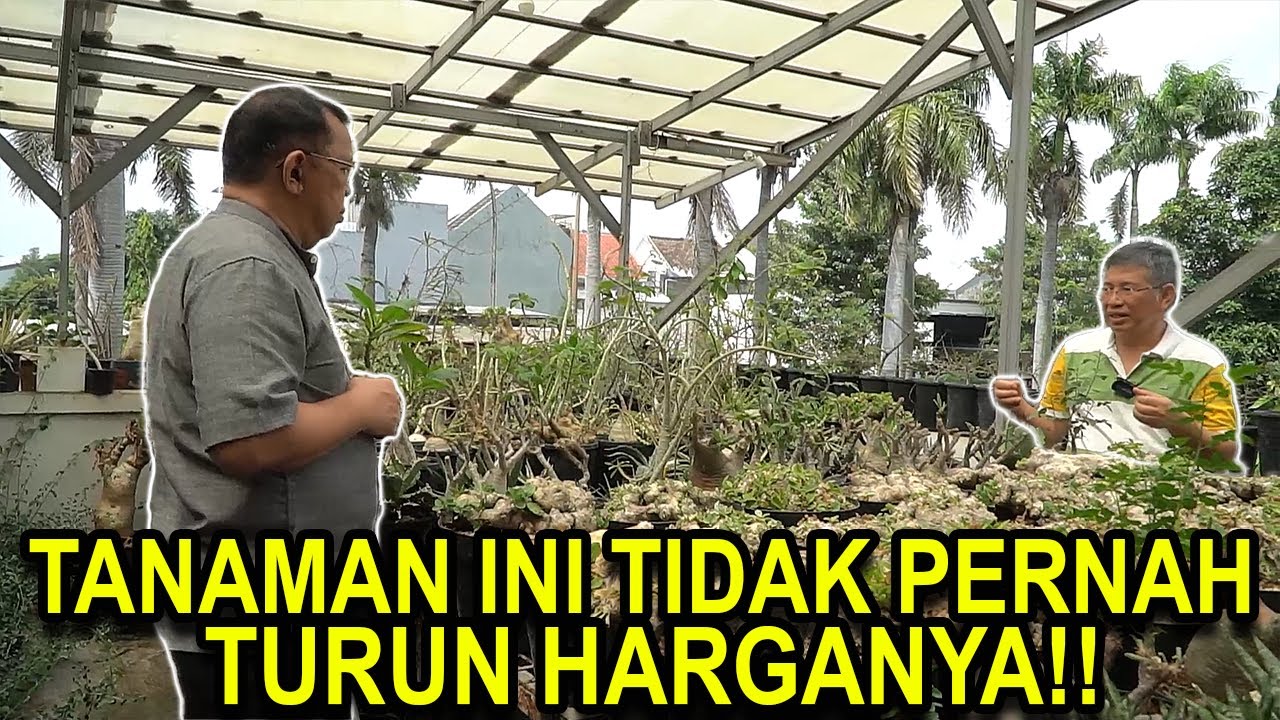 CAUDEX PLANT                 TANAMAN INI TIDAK PERNAH TURUN HARGANYA!!
