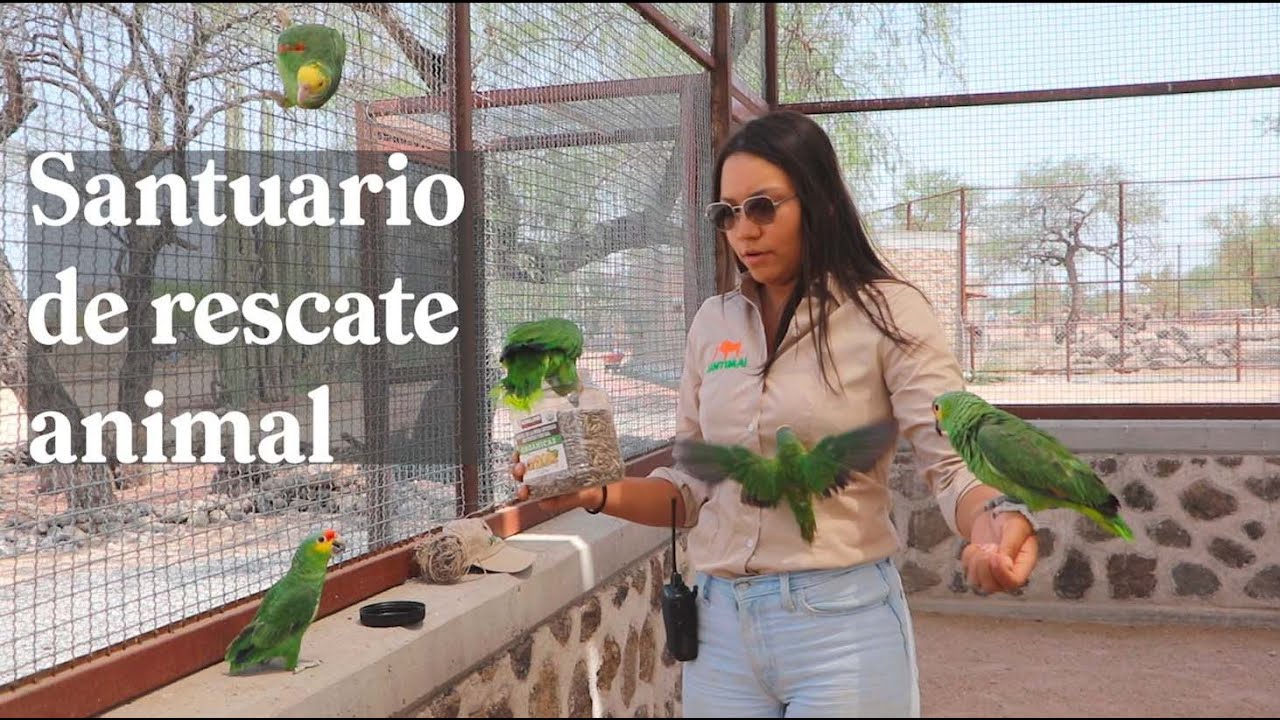 Santuaai, un puente para el rescate animal