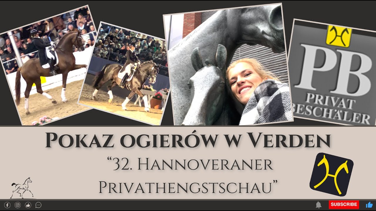 Pokaz ogierów w Verden 