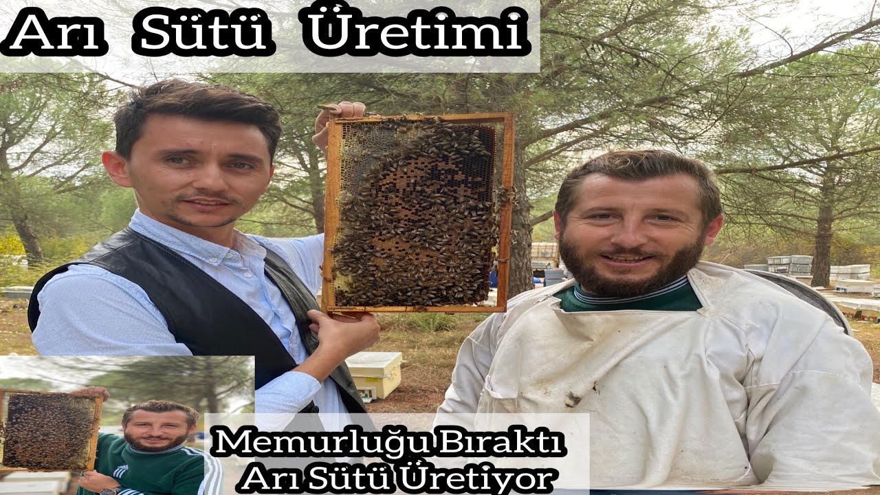 Memurluğu Bıraktı Arıcı Oldu- Arı Sütü Üretimi -Sokmayan Arılar ile Birlikte Olduk