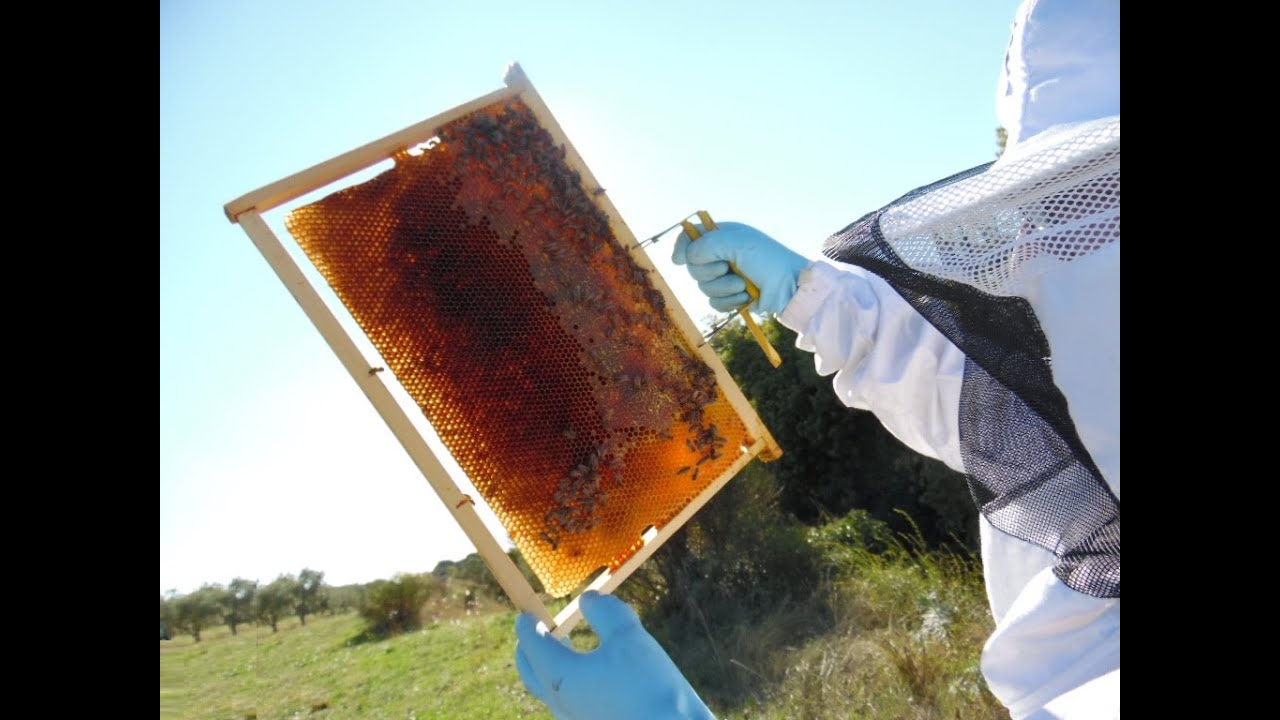 Test d'orphelinage de ruchette en octobre 2020