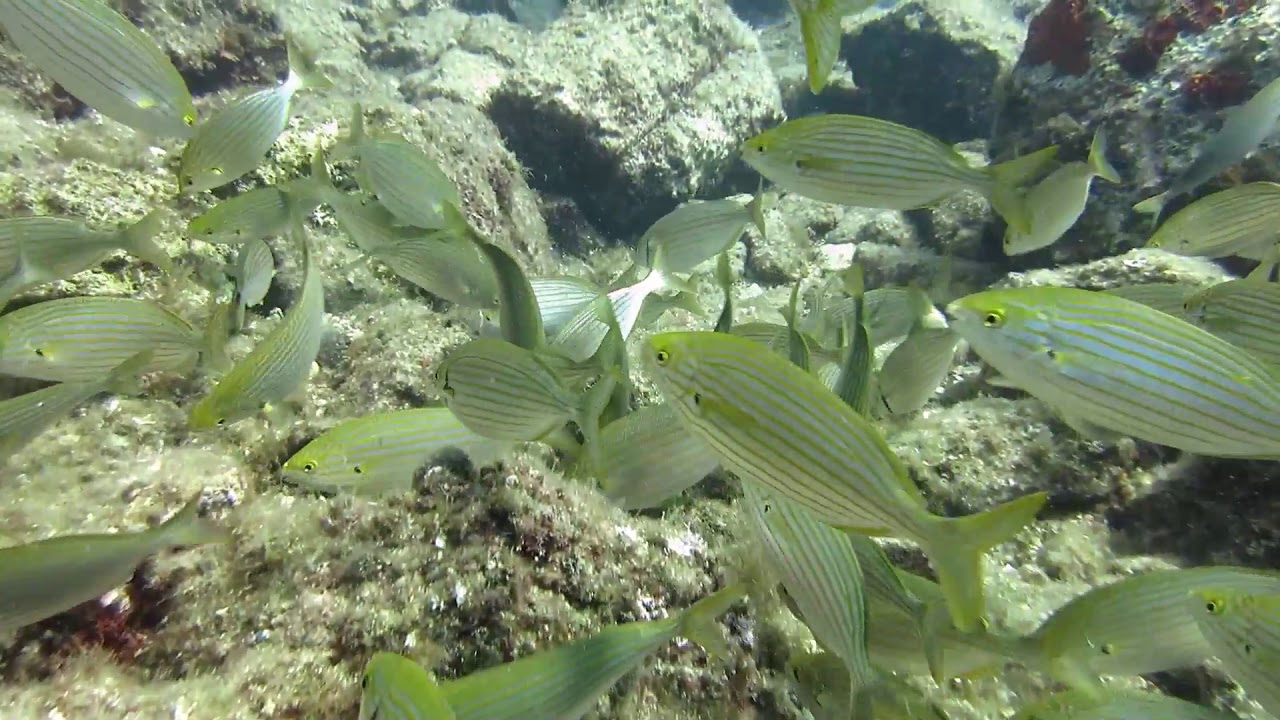 Sarpa salpa (Salema)