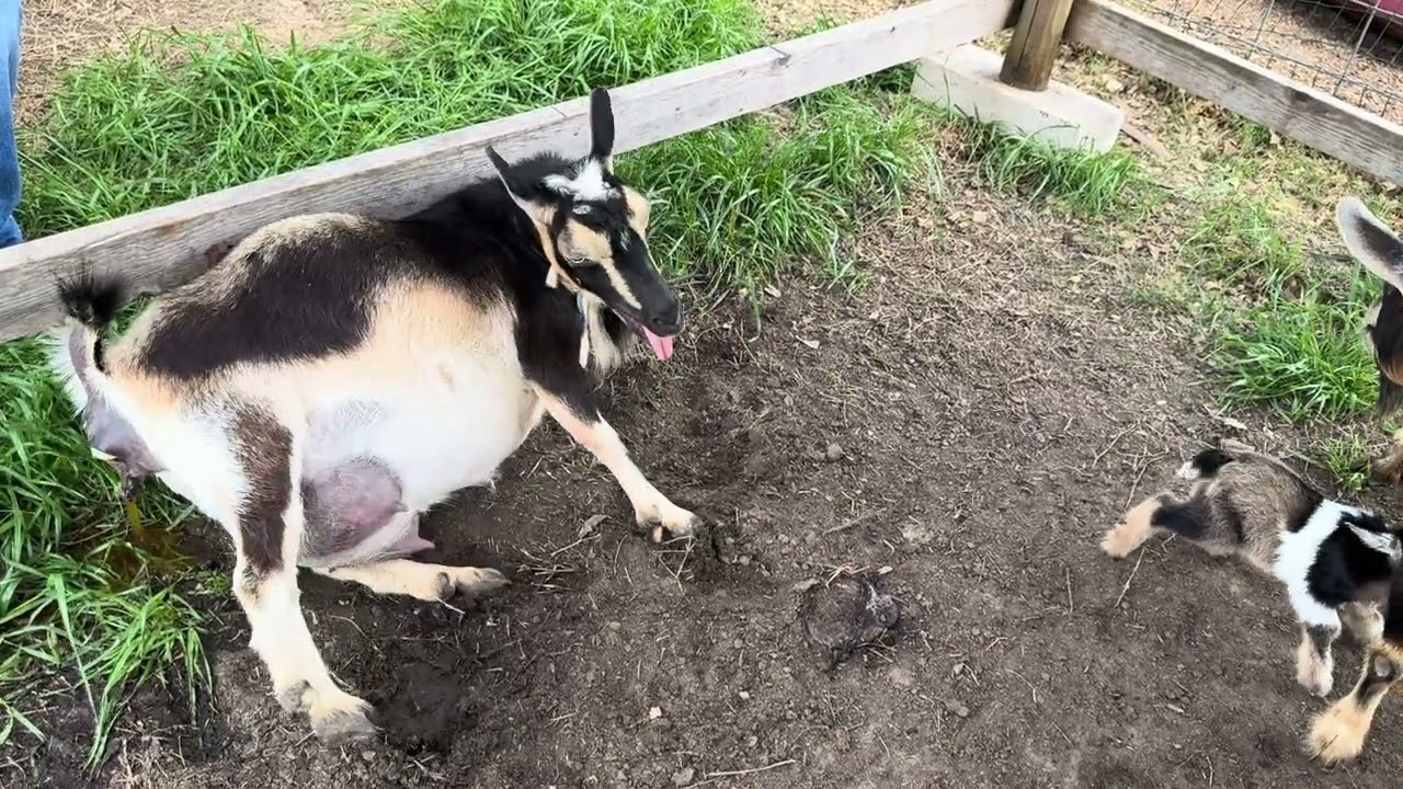 Goat gives birth #nigeriandwarfgoats