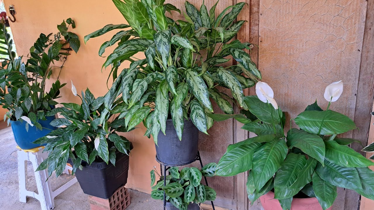 As melhores plantas de sombra.