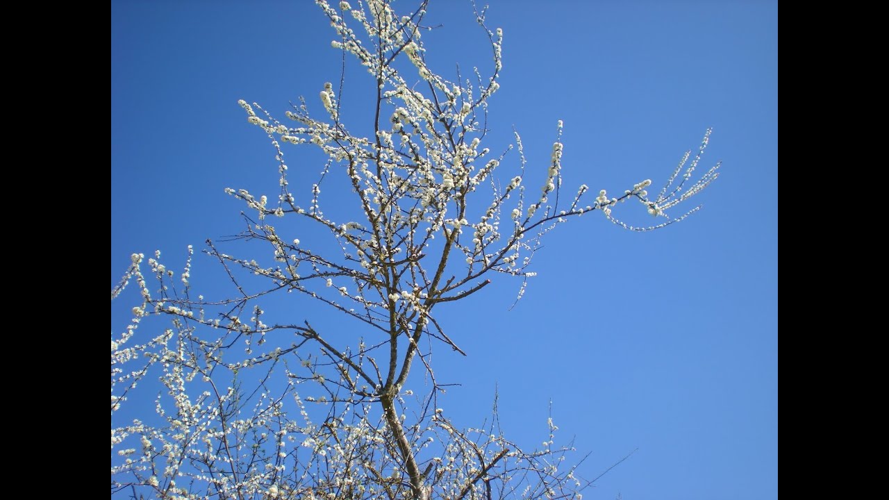 Lentebloesems