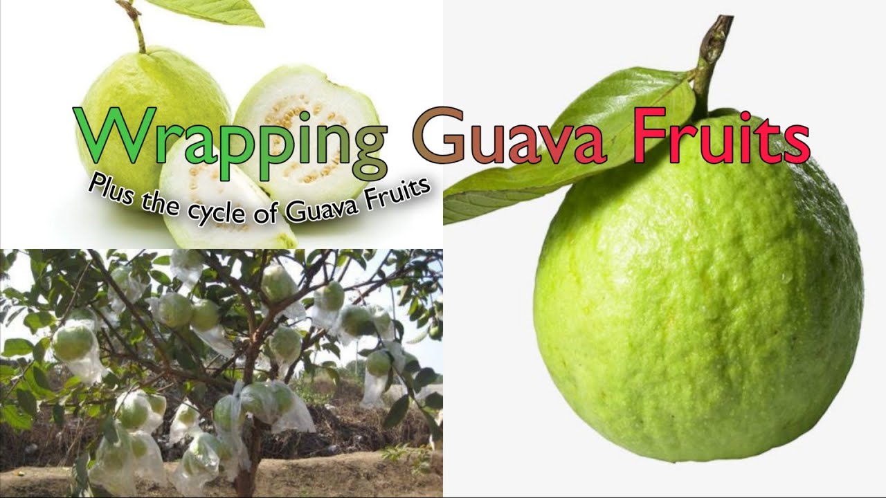 Learn How To Wrap A Guava Fruit !