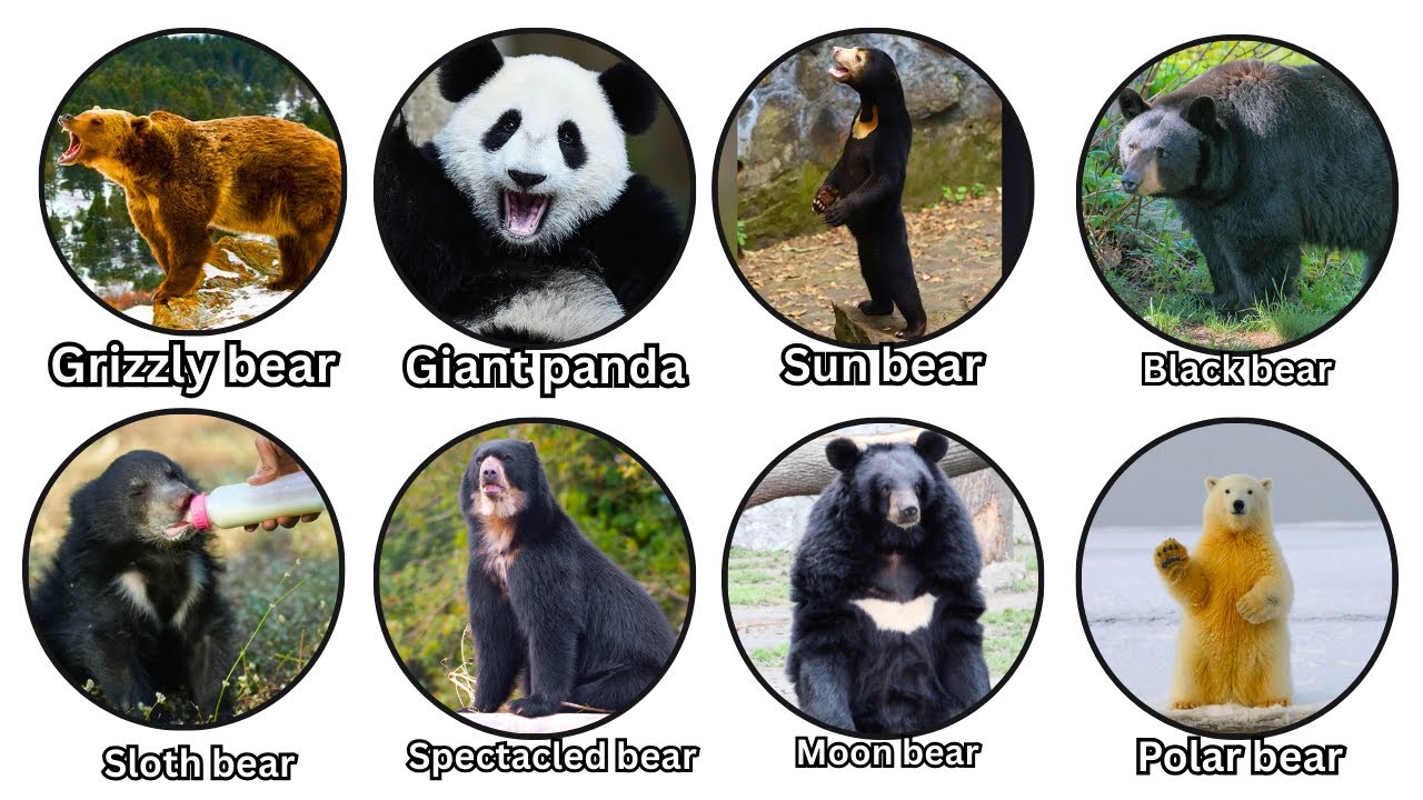 All Bear Species Explained