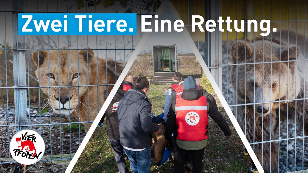Von privater Haltung ins Schutzzentrum: Die Rettung von Löwe Erion & Bärin Flora  | VIER PFOTEN